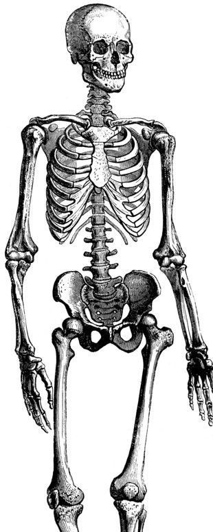 人体解剖学 骨头图片