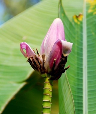 香蕉花圖片