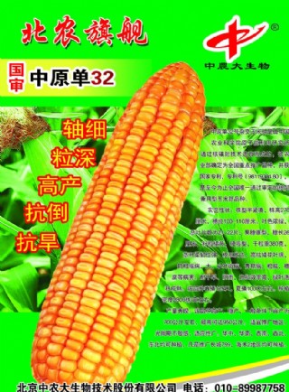 玉米 农大62图片