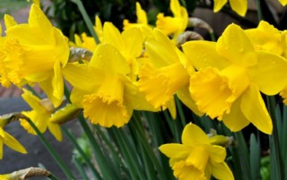 黄色水仙图片图片 图行天下素材网