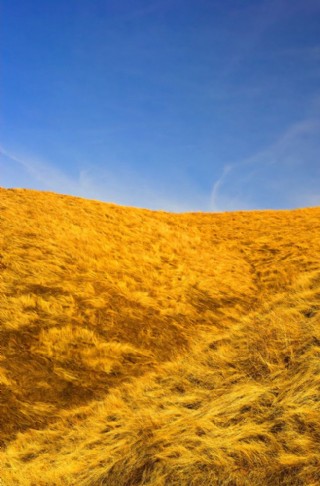 金色阳光草地图片